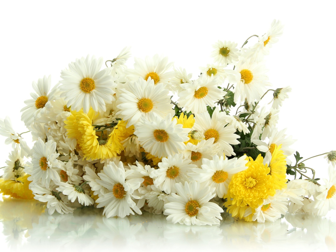 Красивый букет желтых и белых хризантем на белом фоне