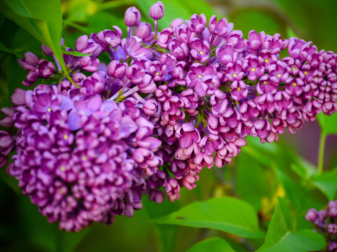 Красивая ветка весенней сирени