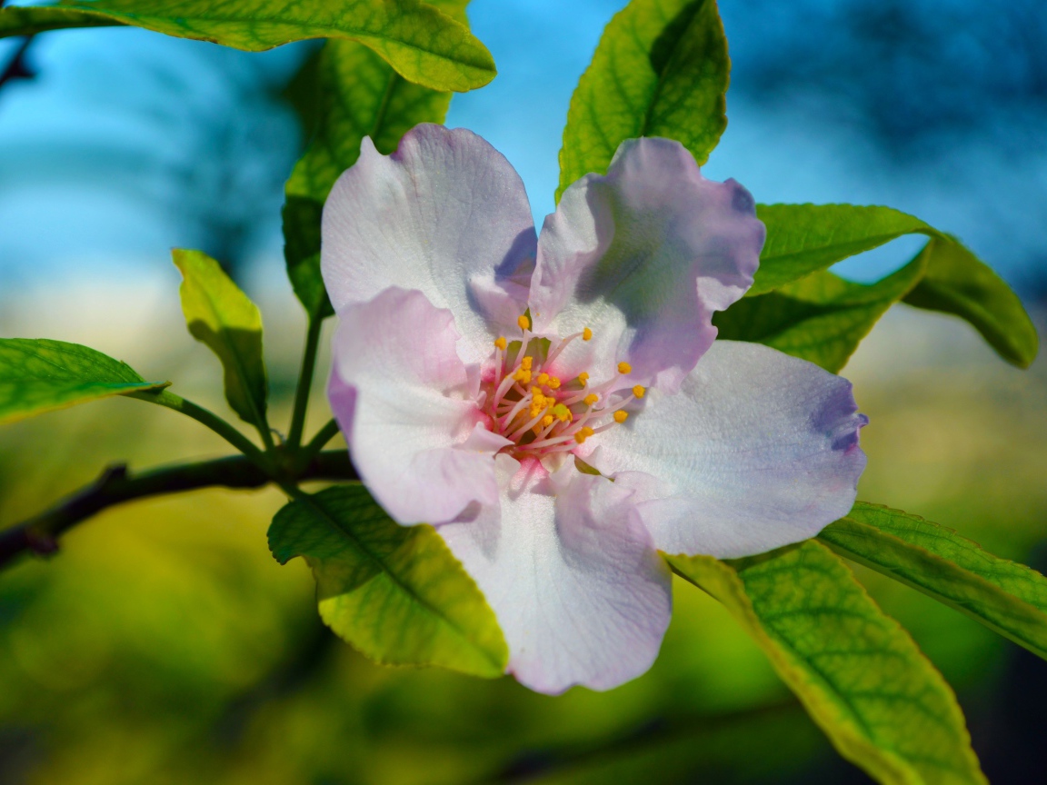 Красивый нежный цветок яблони с зелеными листьями