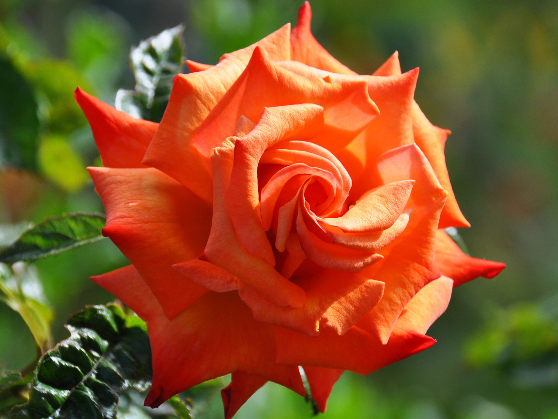 Красивый крупный цветок оранжевой розы