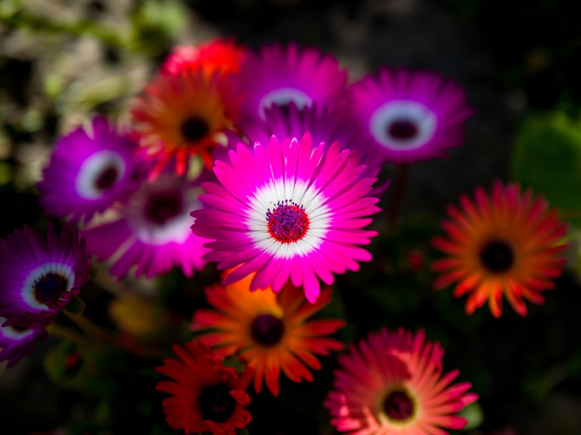 Красивые разноцветные цветы крупным планом 