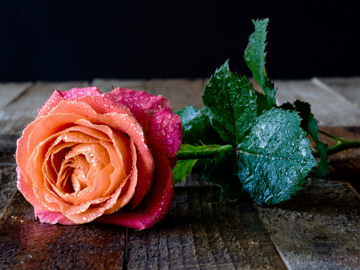 Красивый разноцветный цветок розы в каплях росы на столе