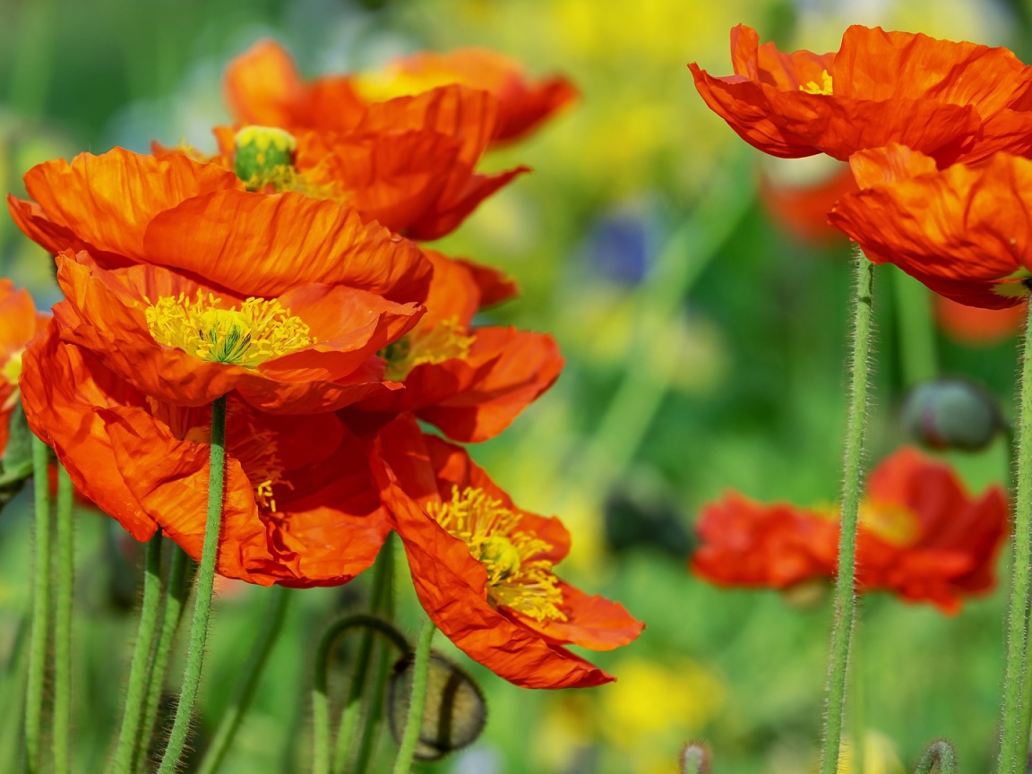 Красивые оранжевые декоративные цветы мака 