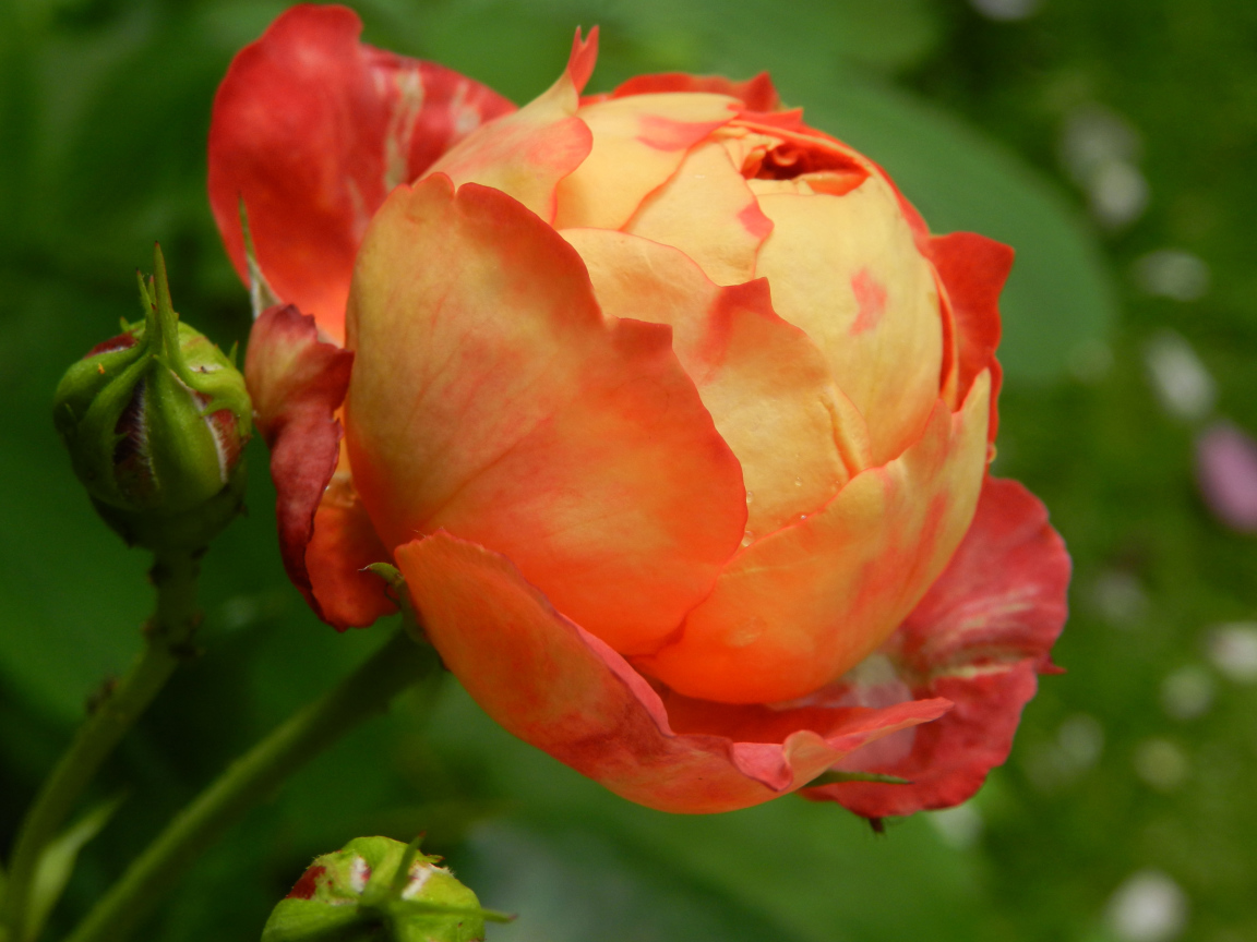 Красивая оранжевая роза с бутоном 