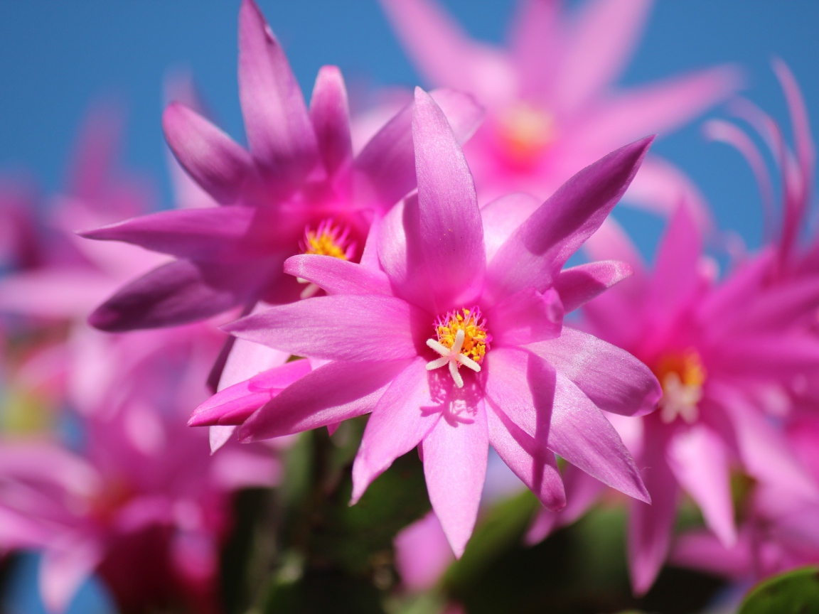 Красивые розовые цветы комнатного цветка декабрист