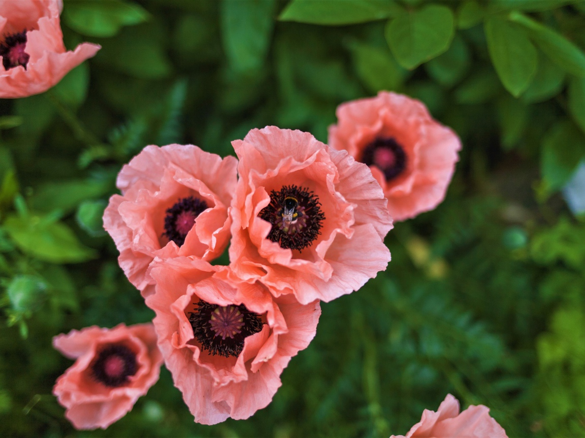 Красивые розовые маки на клумбе