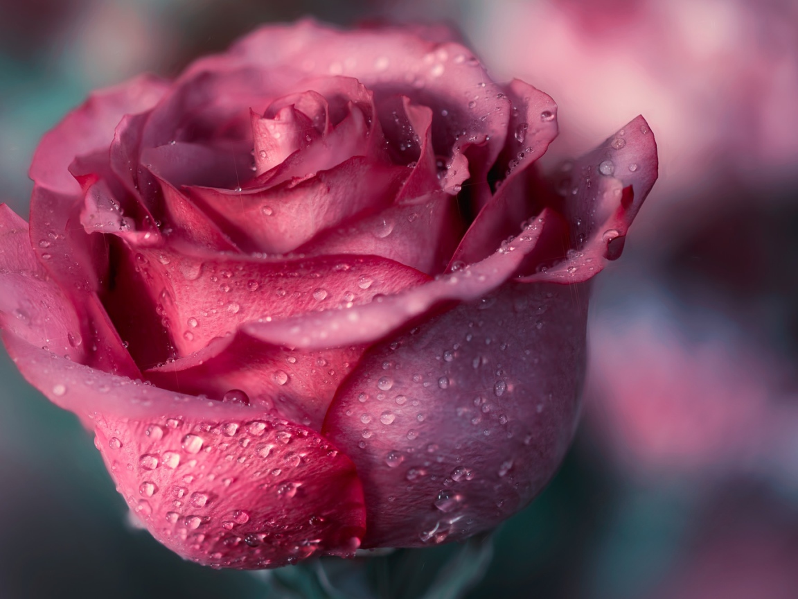 Красивая розовая роза с лепестками в росе