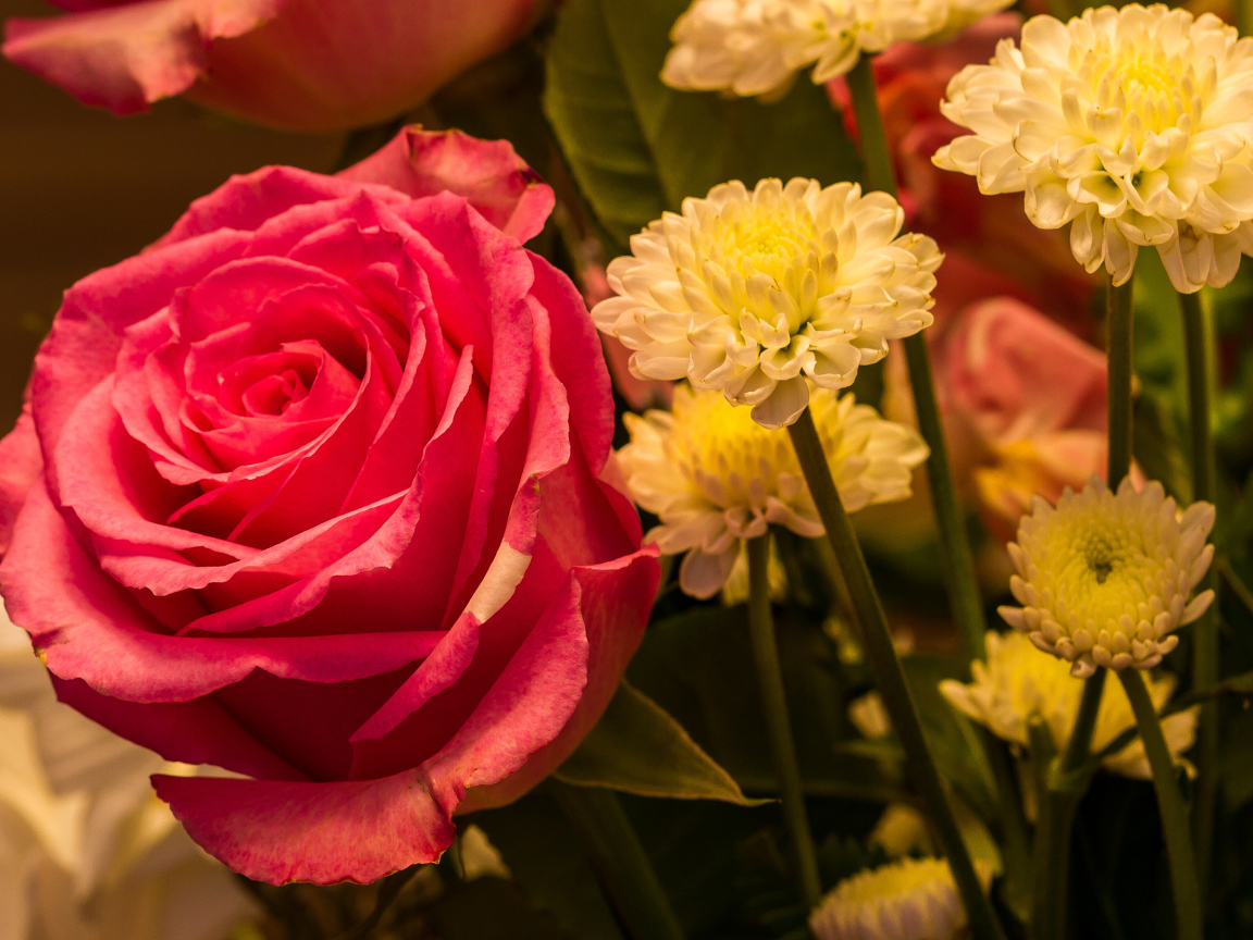 Красивая розовая роза с белыми хризантемами