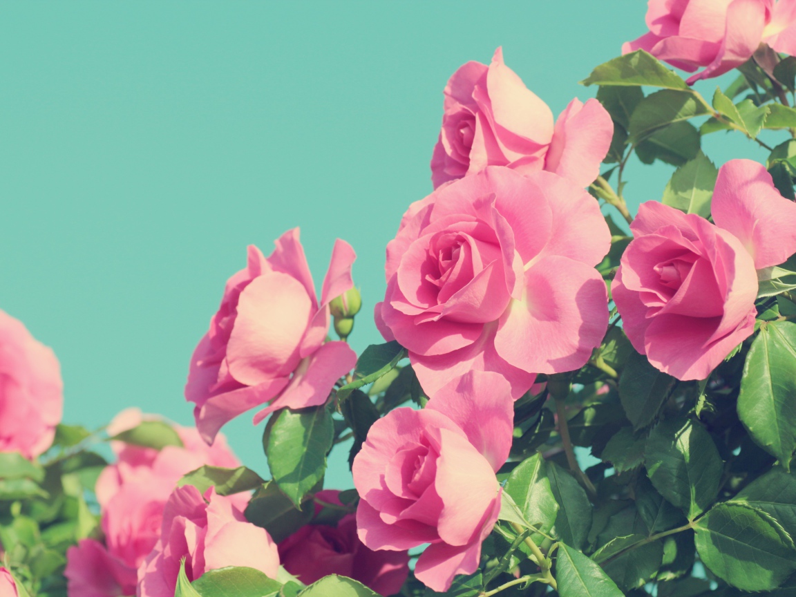 Красивые розовые розы на голубом фоне