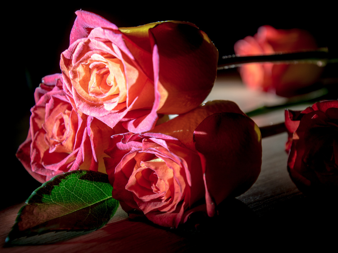 Красивые розовые розы на деревянном столе