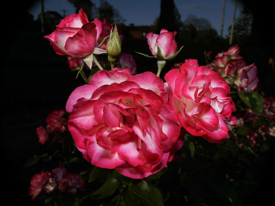 Красивые розовые розы с бутонами на клумбе 