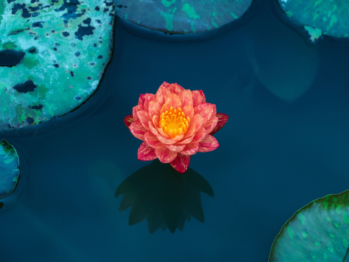 Красивый розовый цветок водяной лилии в воде