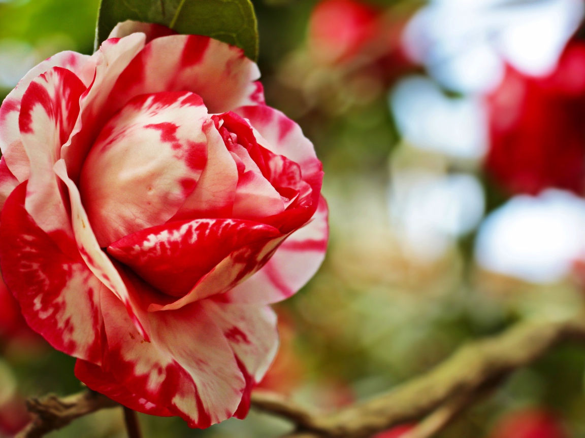 Красивый красно-белый цветок камелии