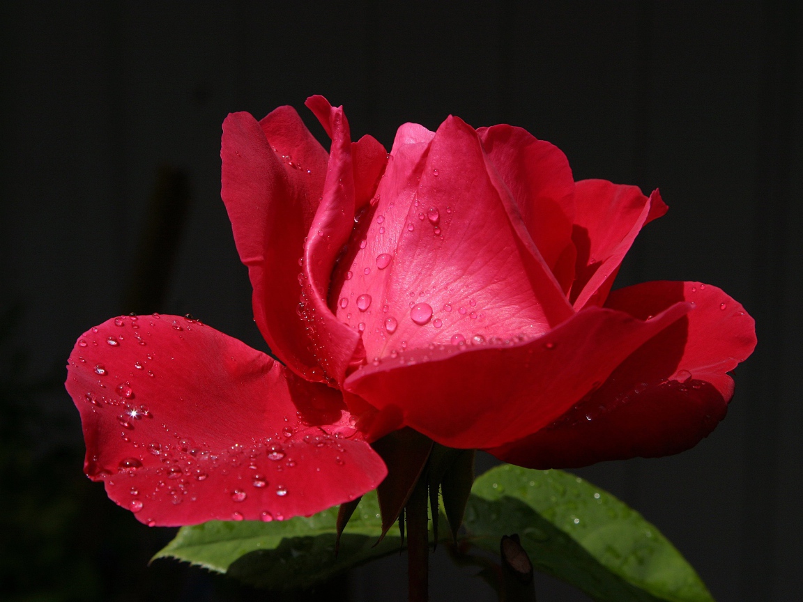 Красивая красная роза с росой на лепестках крупным планом