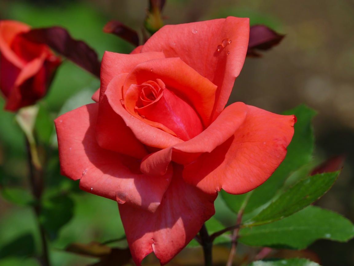 Красивый цветок розы с бутонами крупным планом