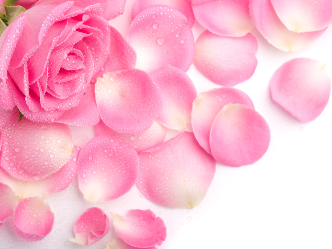 Красивая нежная розовая роза в каплях росы с лепестками на белом фоне