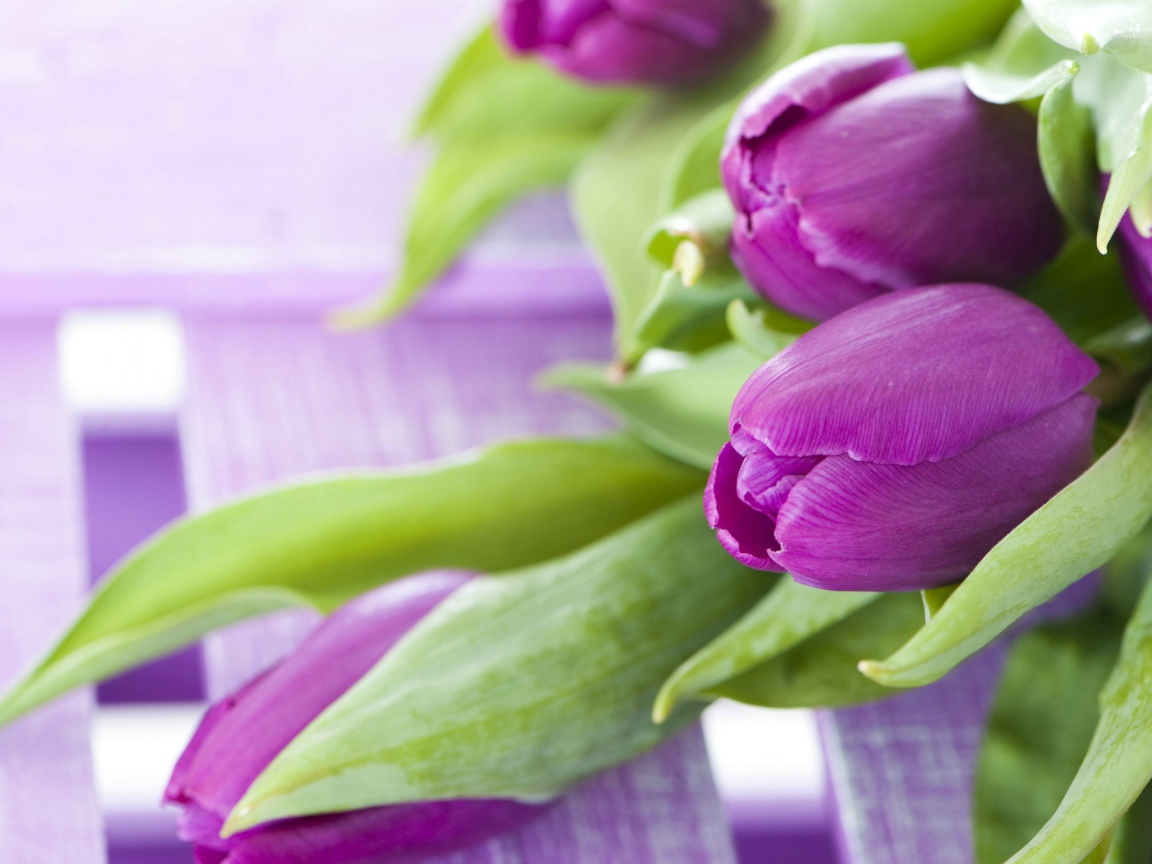 Красивые фиолетовые тюльпаны с зелеными листьями