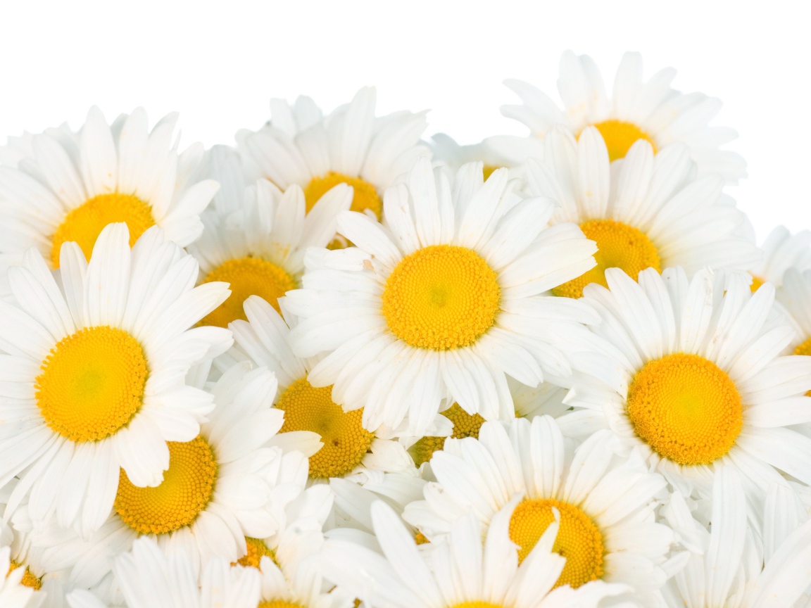 Красивые белые ромашки с желтой серединкой на белом фоне