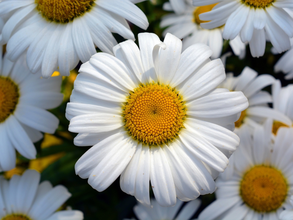 Красивые белые ромашки с желтыми серединками крупным планом