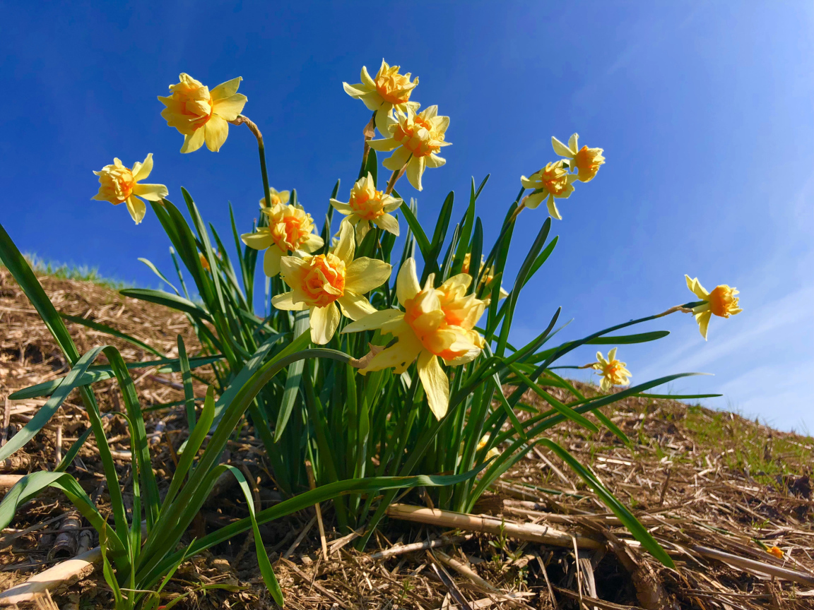 Красивые желтые нарциссы на фоне голубого неба