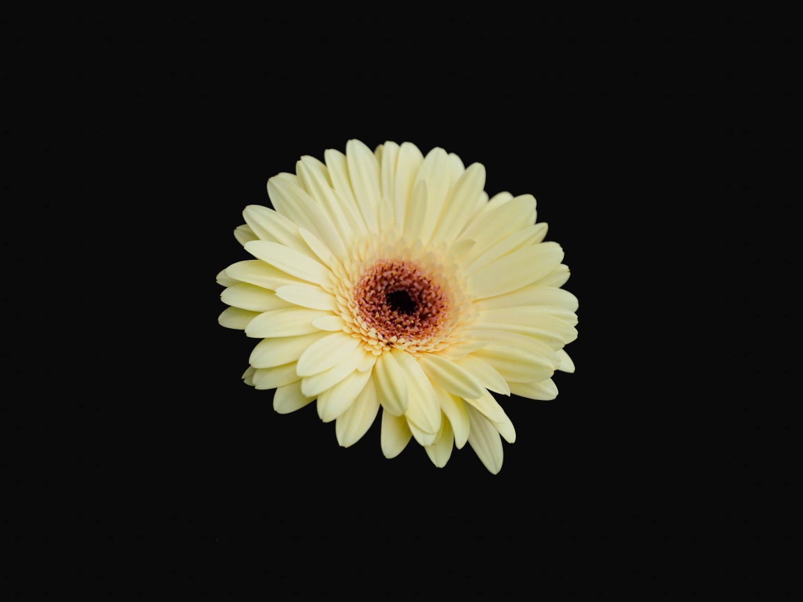 Красивая желтая гербера на черном фоне
