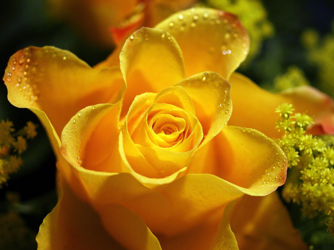 Красивая желтая роза в каплях росы крупным планом 