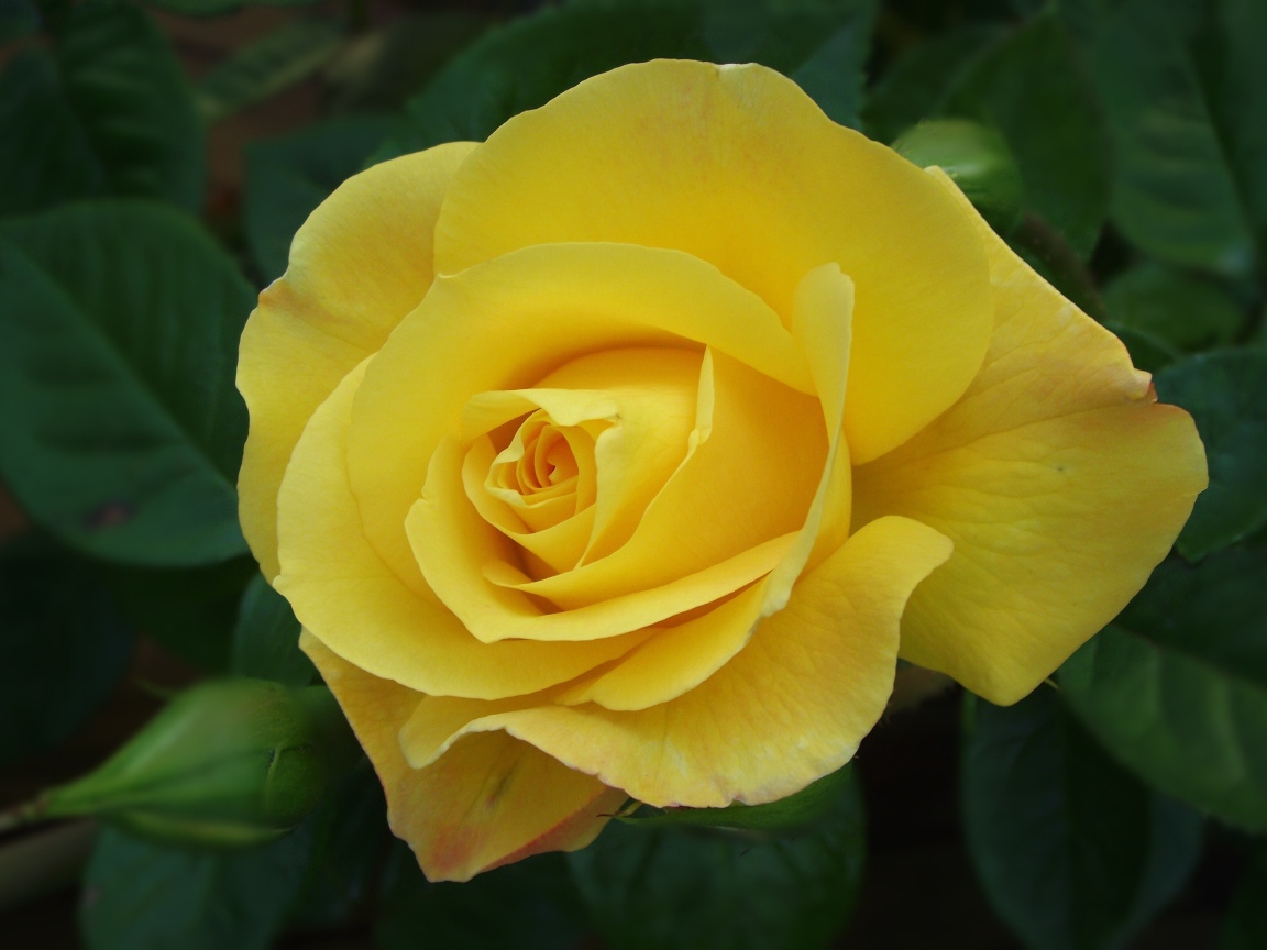 Красивая желтая роза с бутоном крупным планом