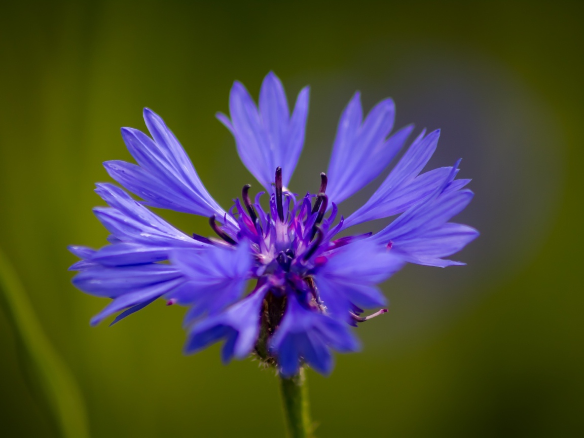 Голубой цветок василька крупным планом