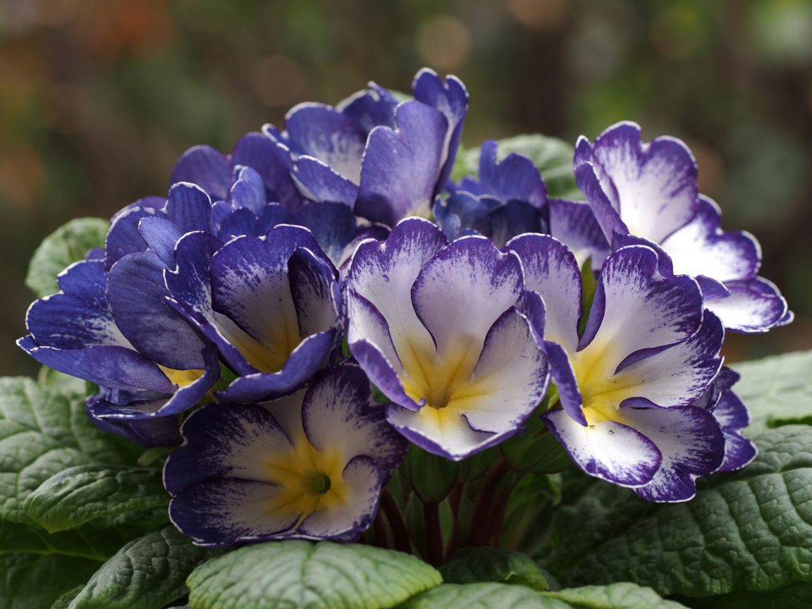 Синие с белым цветы комнатной примулы 