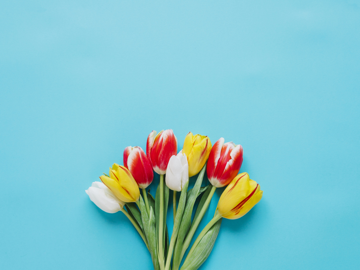 Букет разноцветных тюльпанов на голубом фоне