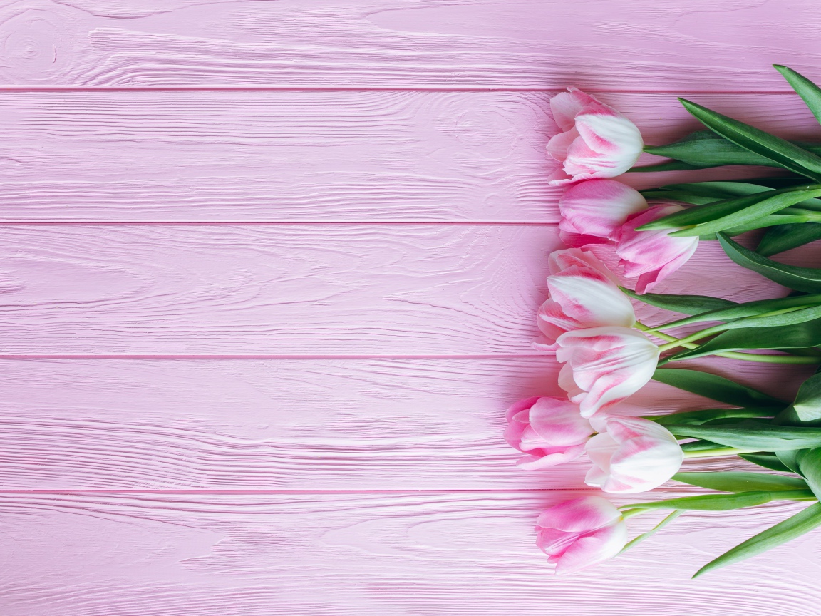 Букет розовых нежных тюльпанов на розовой поверхности 