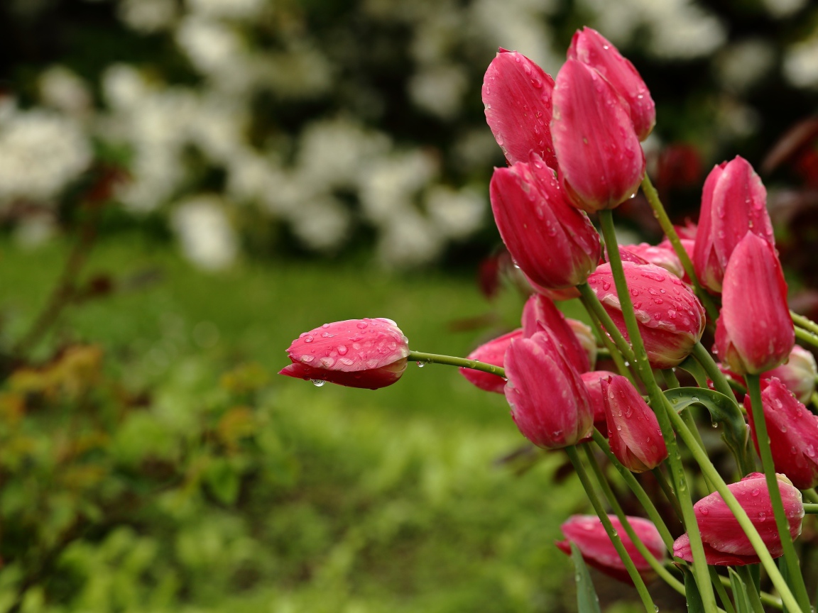 Букет розовых тюльпанов в каплях дождя
