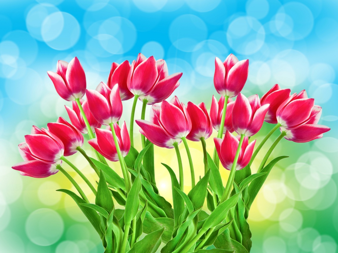 Букет розовых тюльпанов на голубом фоне