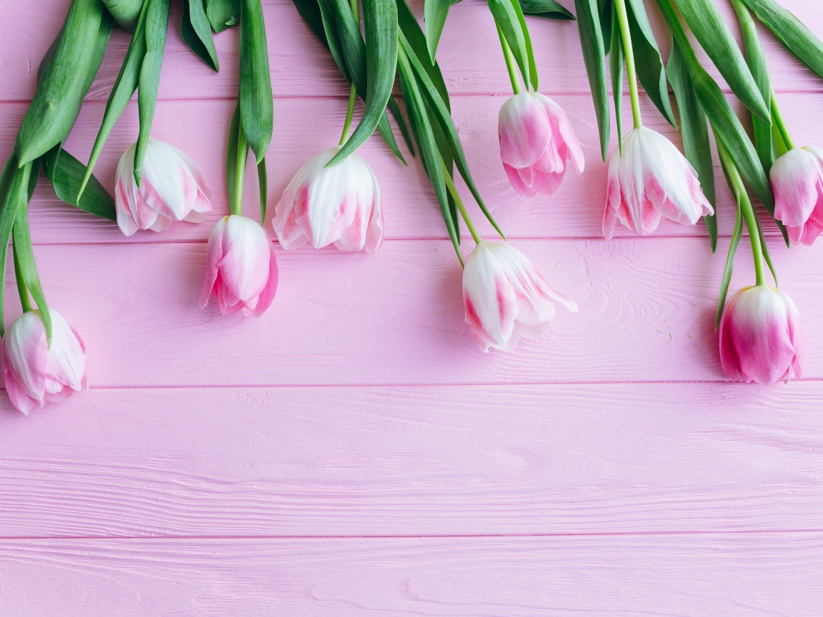 Букет розовых тюльпанов на розовом фоне