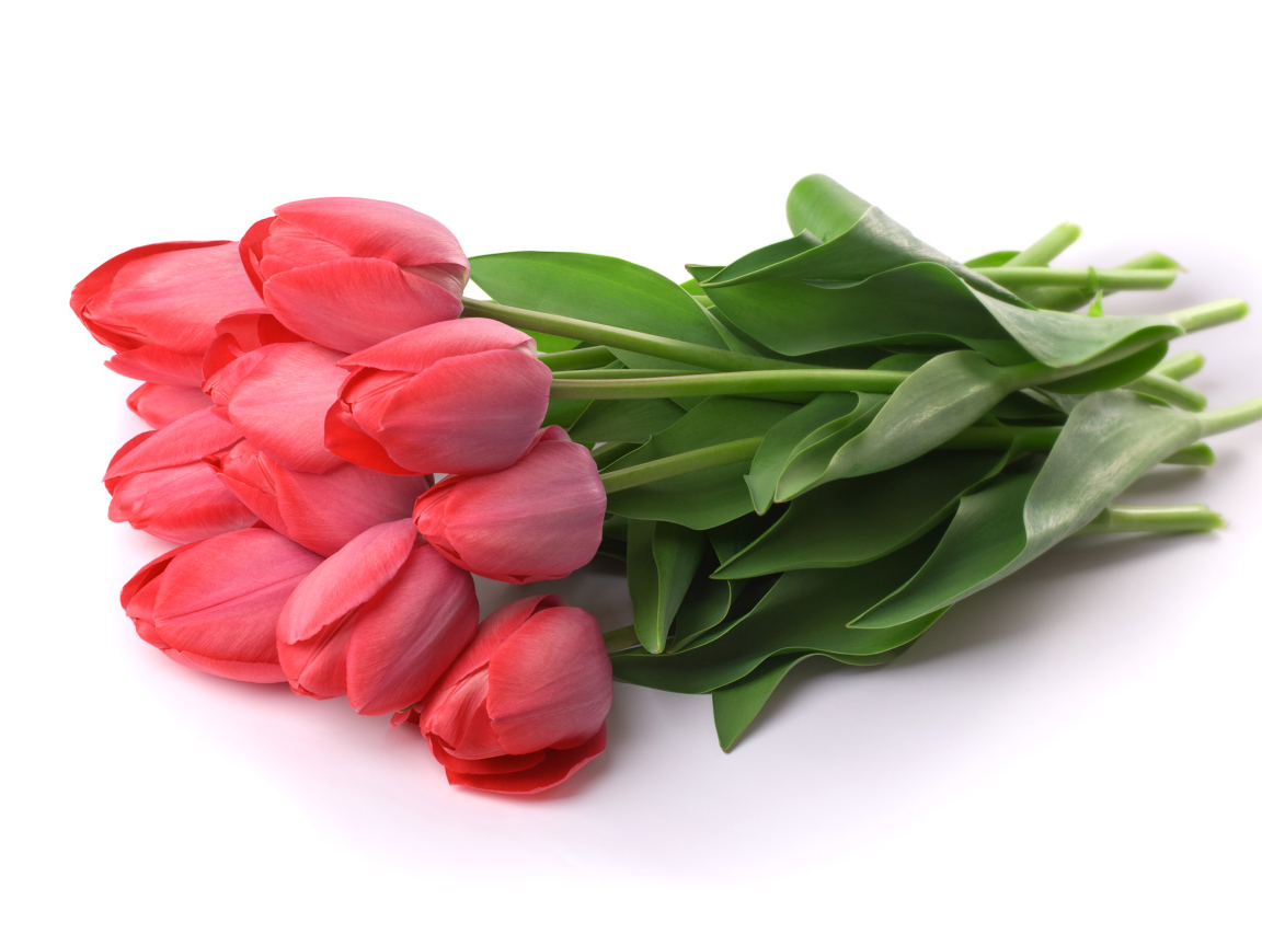 Букет красных тюльпанов лежит на белом фоне