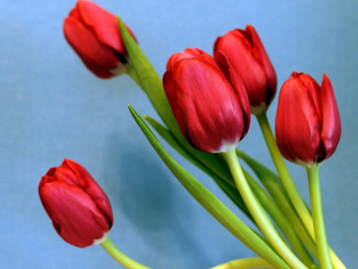 Букет красных тюльпанов на голубом фоне