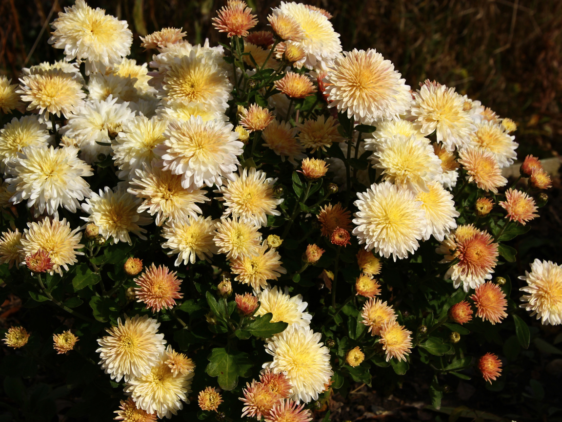 Букет желтых осенних цветов хризантемы с бутонами
