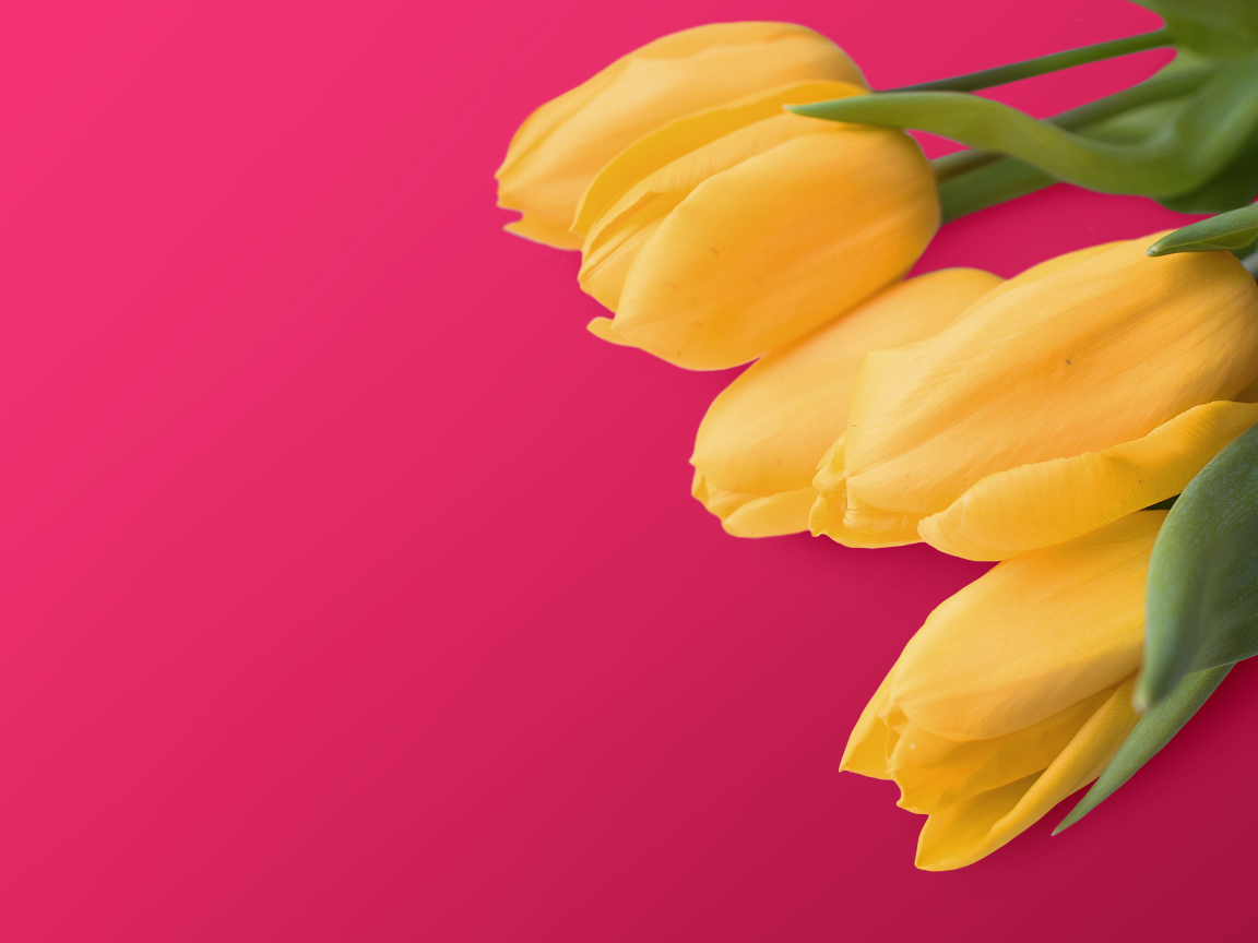 Букет желтых тюльпанов на розовом фоне