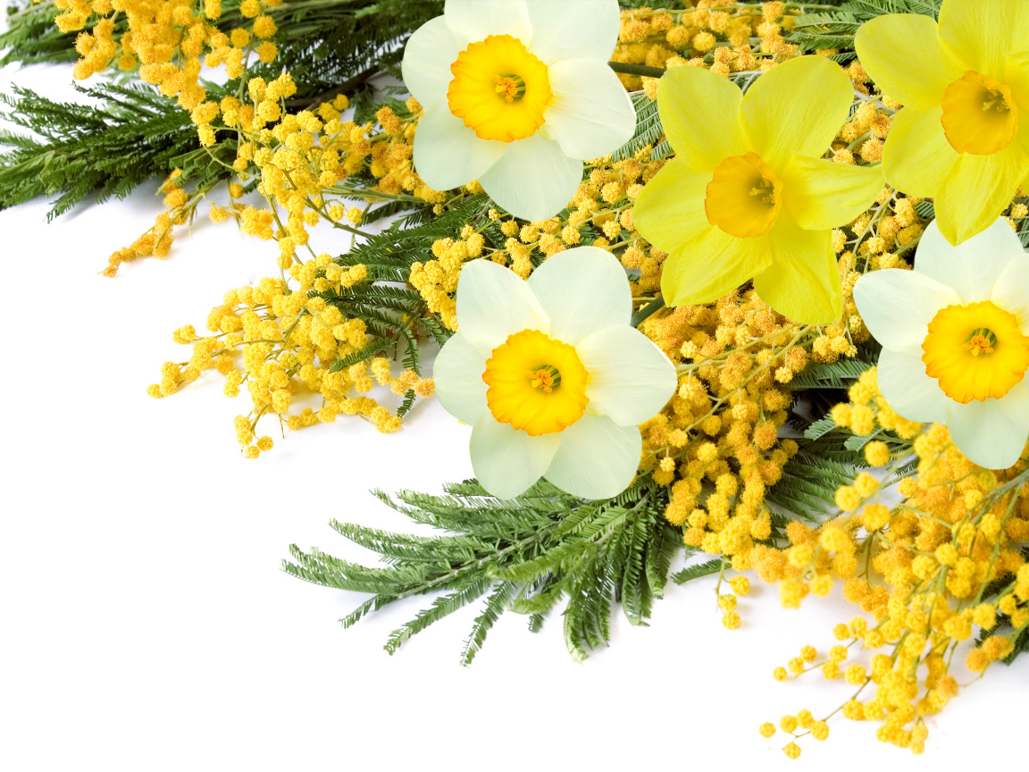 Букет с цветами мимозы и нарциссов на белом фоне 