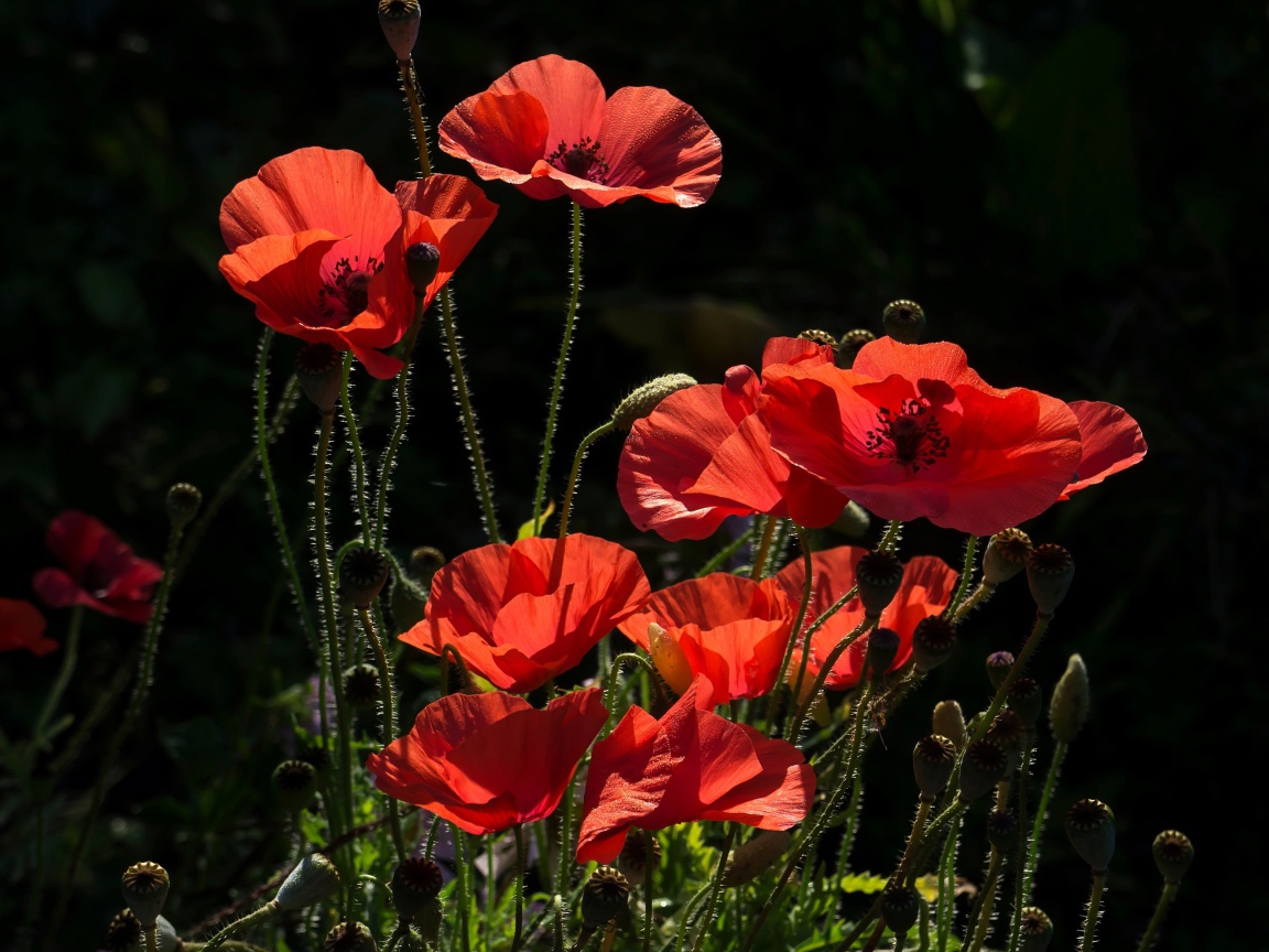 Яркие красные летние маки в лучах солнца