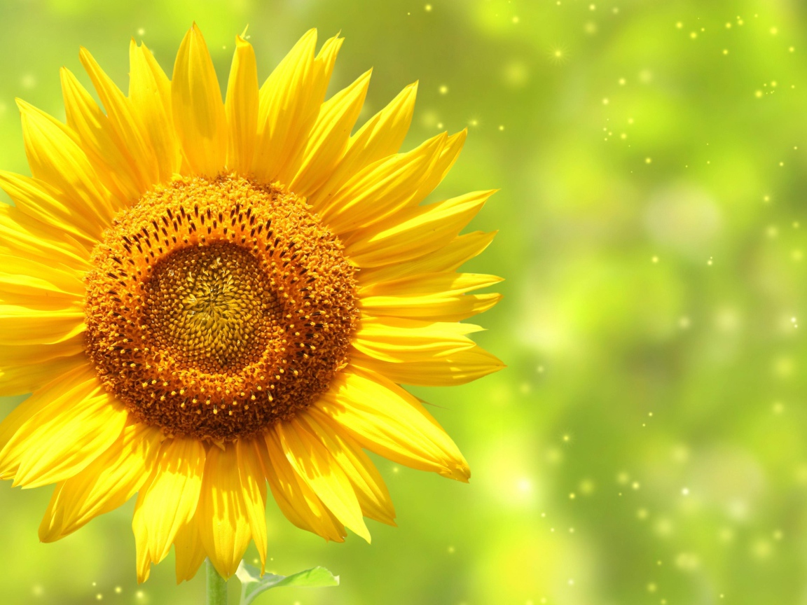 Яркий желтый цветок подсолнуха