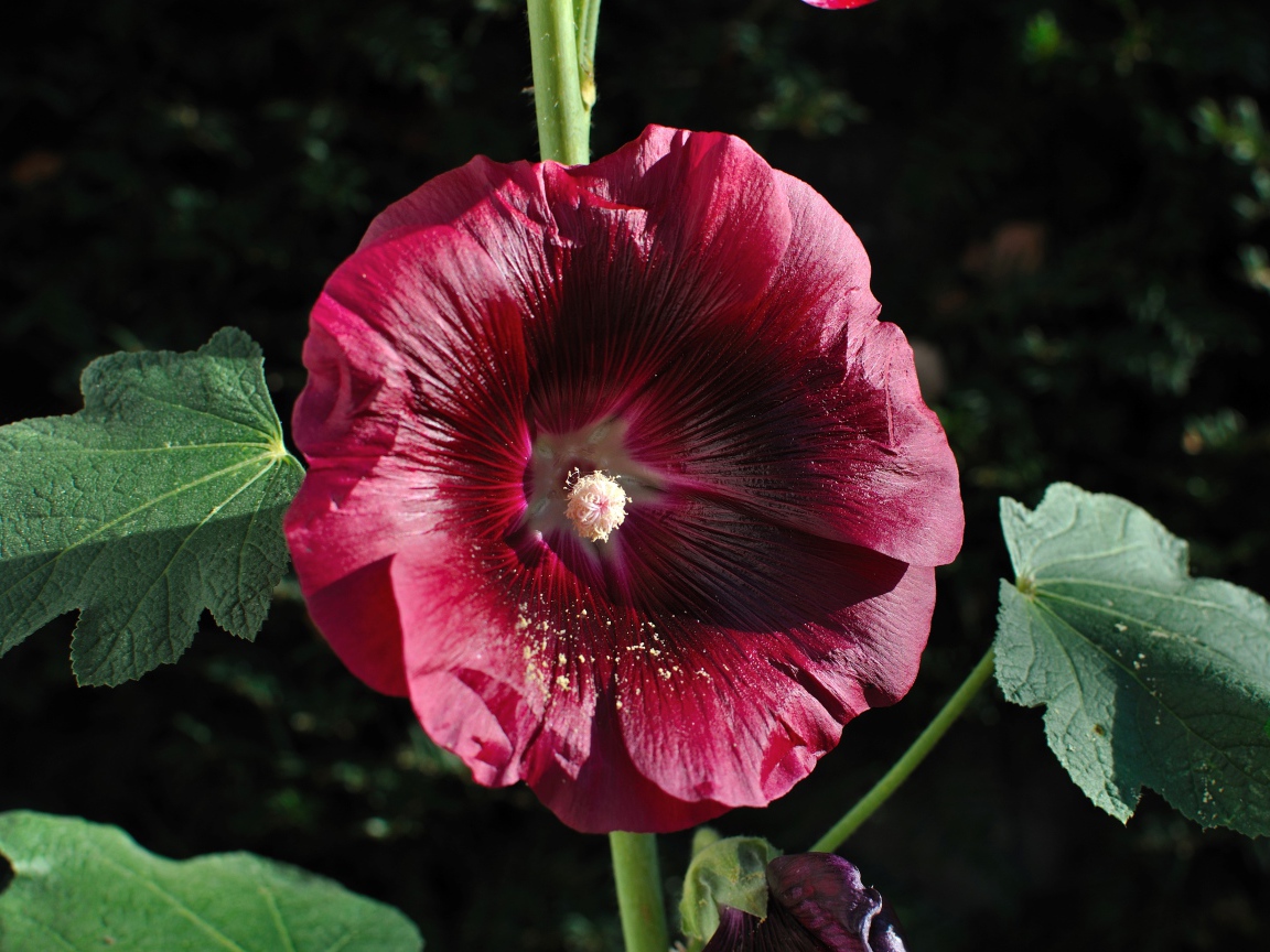 Бордовый цветок мальва крупным планом