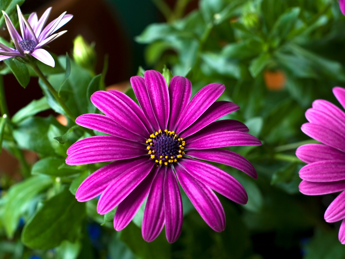 Цветок цинерария крупным планом