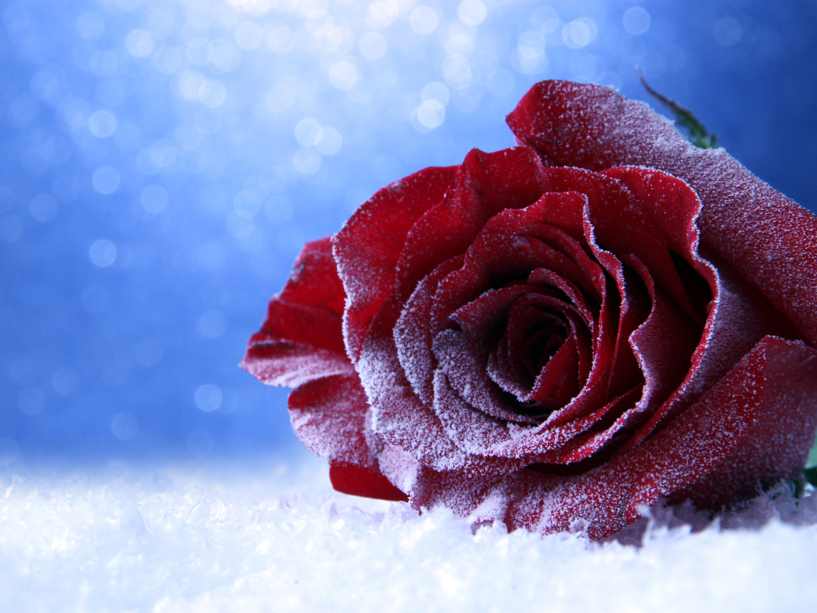 Покрытая инеем роза на снегу на голубом фоне