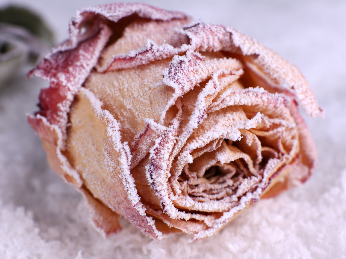 Покрытая инеем красная роза на снегу