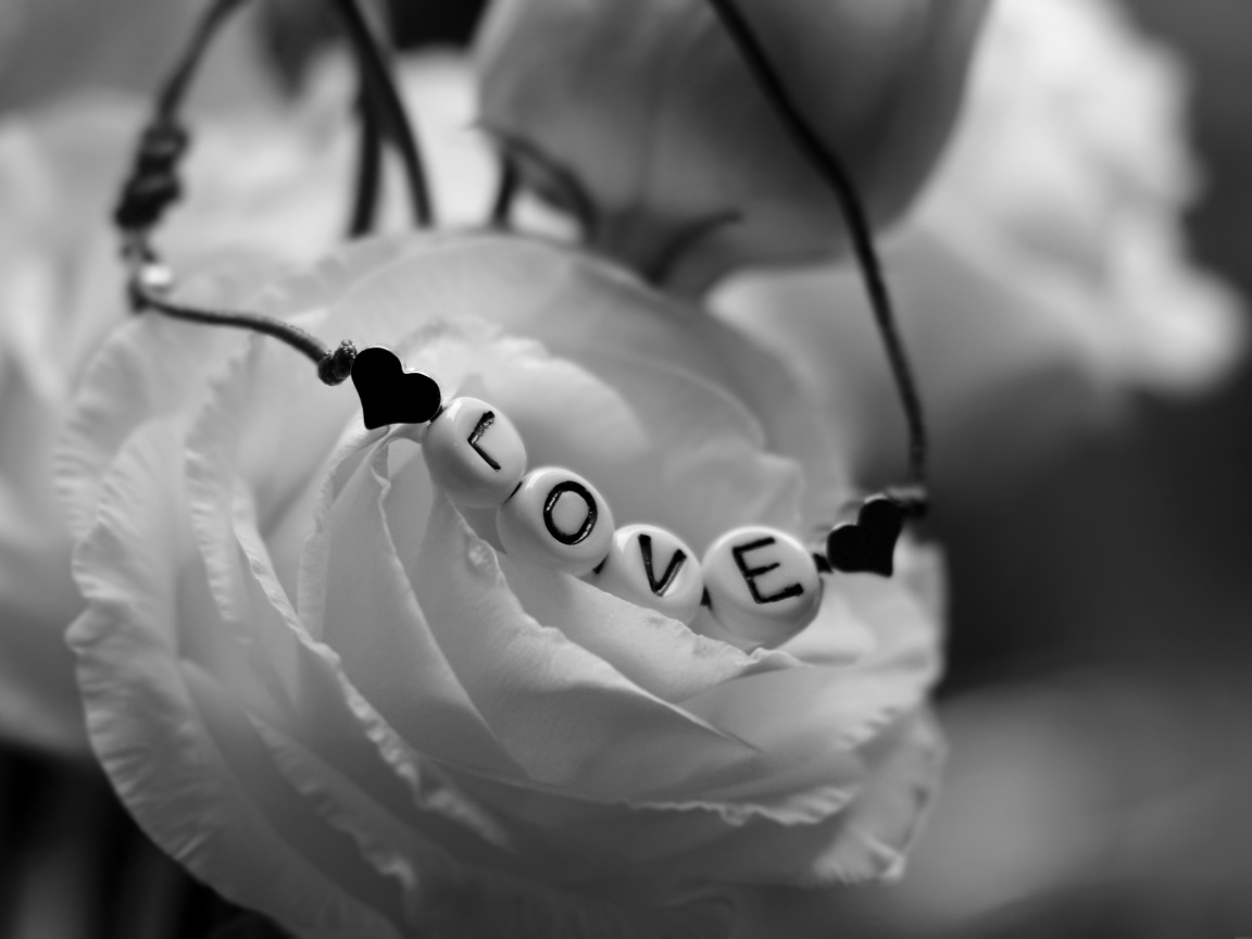 Украшение на белой розе черно - белое фото 