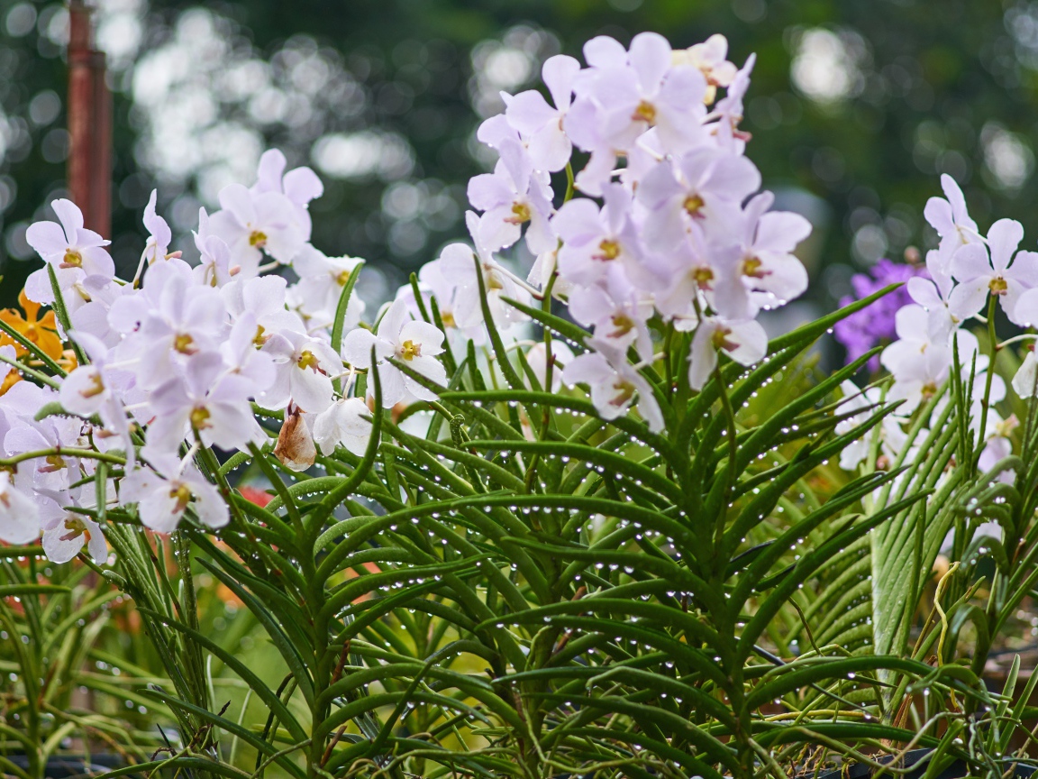 Нежные орхидеи на клумбе