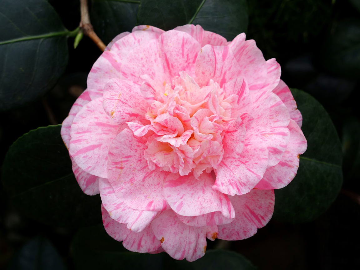 Нежный розовый красивый цветок камелии