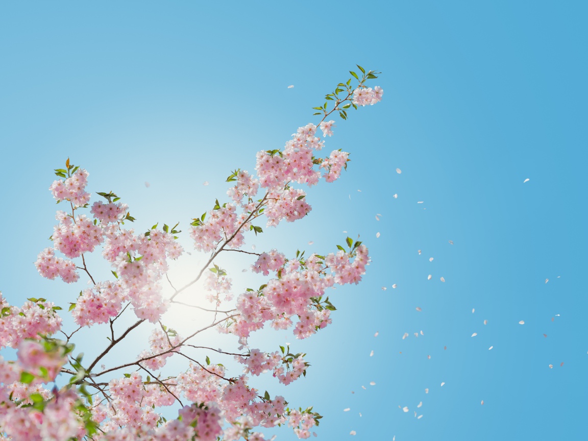 Нежные розовые цветы на фоне голубого неба