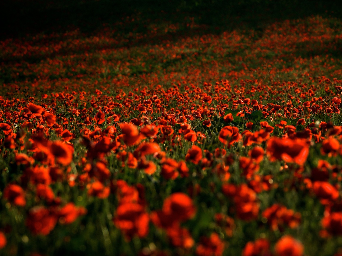 Поле с красными маками в лучах солнца летом